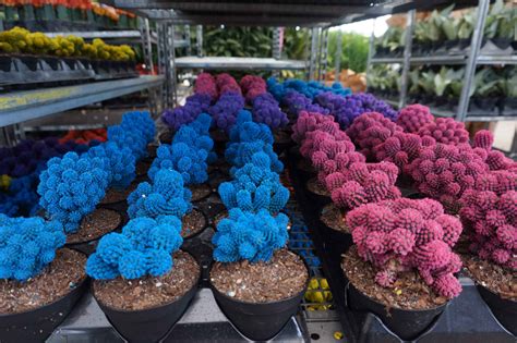 Shop our cornflower blue sapphire rings selection from the world's finest dealers on 1stdibs. Cactus and Succulents - Charlie Cook Associates