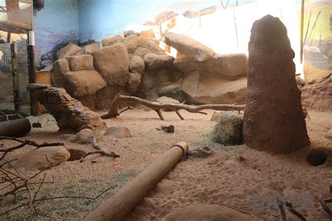 Meerkat Enclosure April 2016 Zoochat