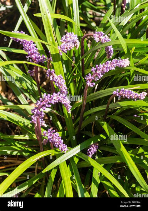 Purple Flowers In Late Summer Spikes Of The Evergreen Lily Turf