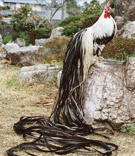 Japanese Chicken Breed Known For Its Exceptionally Long Tail