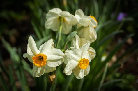 Daffodils As A Sign Of Spring Free Image Download