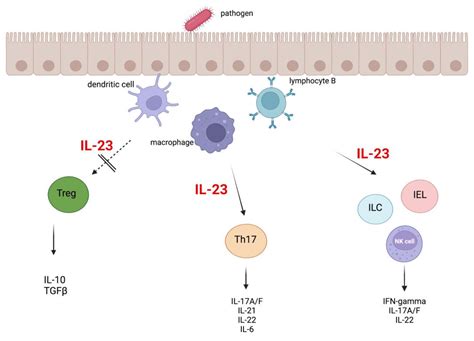 IJMS Free Full Text The Role Of IL 23 In The Pathogenesis And