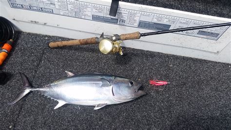 Tuna And Parasites Fishing Fishing Wa Fishing