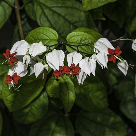 Clerodendrum Thomsoniae Curacome Si Cura Coltivazione Riproduzione