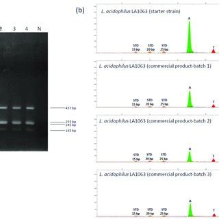 Single Nucleotide Polymorphism SNP Genotyping Of Four Polymorphisms
