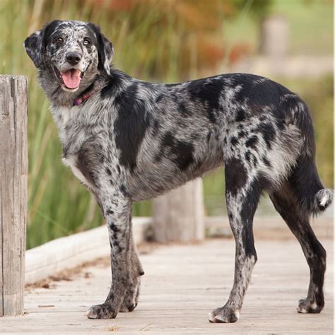 Catahoula leopard dog (catahoula cur) is a medium herding dog breeds. Dogs Cats and Wild Animals Blog - Dog Care Blog