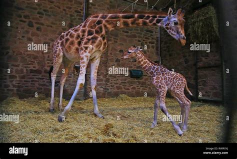 A Baby Rothschild Giraffe Born At Chester Zoo On Tuesday 5th March