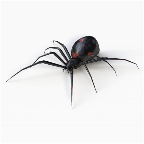 Black Widow Spider 3d Model 5 3ds Obj Free3d