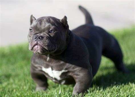 This breed is very stocky, agile and strong for his size. American Bully price range. Bully cost. Where to buy Bully ...