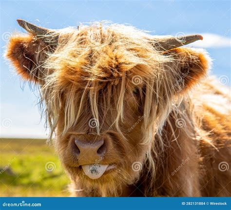 Of A Highland Cattle With Its Distinctive Long Horns And Furry Coat
