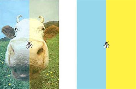 Colored Cow Optical Illusion Optical Illusions Illusions Color