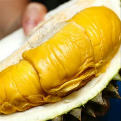 Kami menjual bermacam jenis anak pokok sesiapa yang berminat sila pm atau message saya di : Anak Pokok Durian Musang King Hybrid | Shopee Malaysia