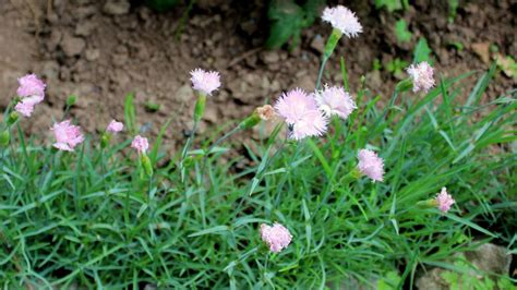 Pechnelken (''lychnis'') sind eine pflanzengattung in der familie der nelkengewächse (caryophyllaceae). Übersicht Nelken (Sommerblüher) | Garten Wissen