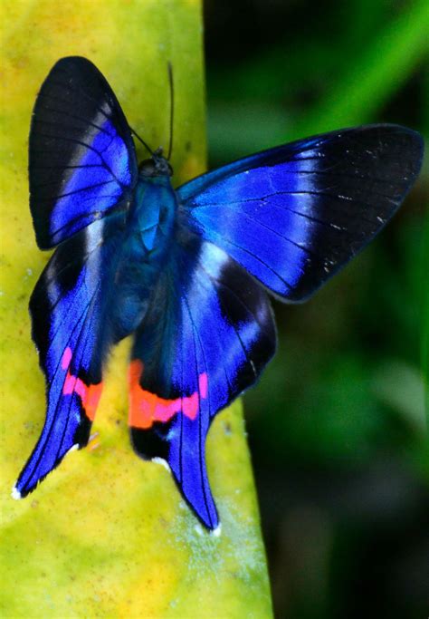 Butterflies Of The Rainforest Beautiful Butterflies Butterfly