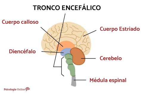 Top 134 Imagenes Del Encefalo Humano Y Sus Partes Smartindustrymx