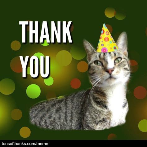 51 Nice Thank You Memes With Cats Thank You Cat Meme