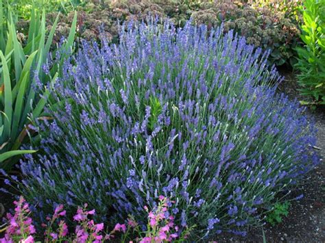 10 Hidcote Blue Lavender Plug Plants Free P And P