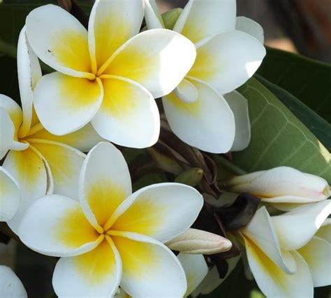 Rebus daun waru lengis bersama gula aren atau gula batu dengan dalam 400 ml air. Indonesia Tourism: Khasiat Kamboja, Cengkeh, dan Waru
