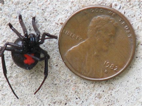 Make sure your home & yard is protected from spiders and other poisonous pests with this marking is bright red and signals danger to predators and attackers. Black Widow by a penny for size comparison | YIKES!! Talk ...