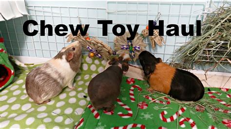 Guinea Pig Chew Toy Haul Zoey And Lilos Toy Box Youtube