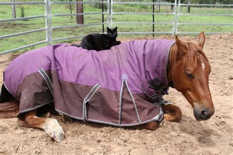 Find the best animal shelter in your area. Sweet Cat And Gentle Horse Share An Incredible Friendship ...