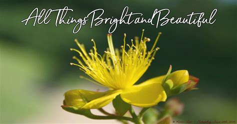 All Things Bright And Beautiful Lyrics Hymn Meaning And Story