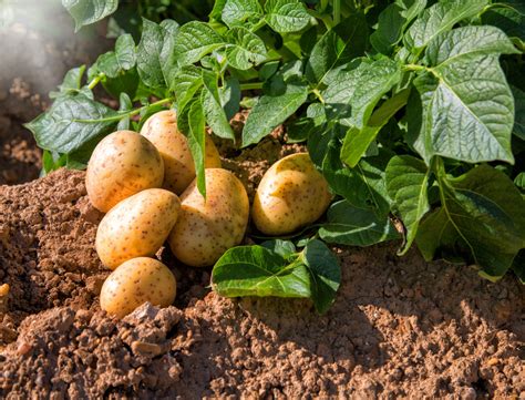 Je nach sorte unterscheidet sich die jeweilige erntezeit. Kartoffeln anbauen: Tipps für eine reiche Kartoffelernte ...