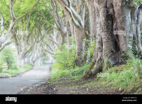 Avenue Of Beech Trees Known As The Dark Hedges In Northern Ireland