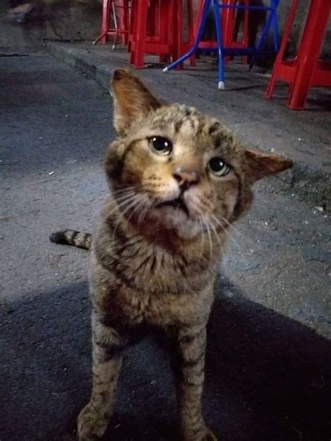 Siapapun pasti akan gemas dengan kelakuan kucing oren atau akrab disapa dengan nama jalanan 'kocheng oren'. Gambar Kucing Oren - Koleksi Gambar HD