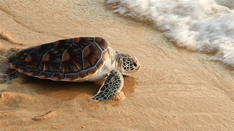 Beautiful Turtle In Beach Hd Wallpapers