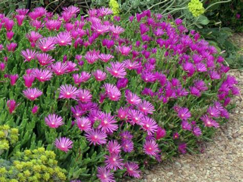 How To Grow And Care For A Purple Ice Plant Delosperma Cooperi