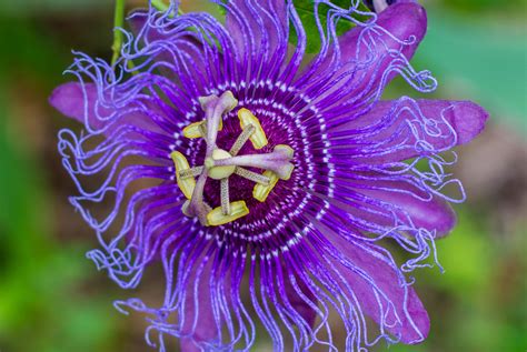 Lowering Glutamate Passion Flower Nourished Blessings