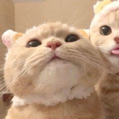 23 Matching Cat Pfps Ideas In 2022 Cat Icon Cat Profile Cute Cats