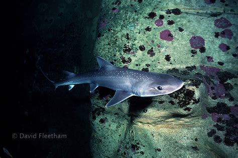 Gummy Shark Mustelus Antarcticus Australia David Fleetham Underwater