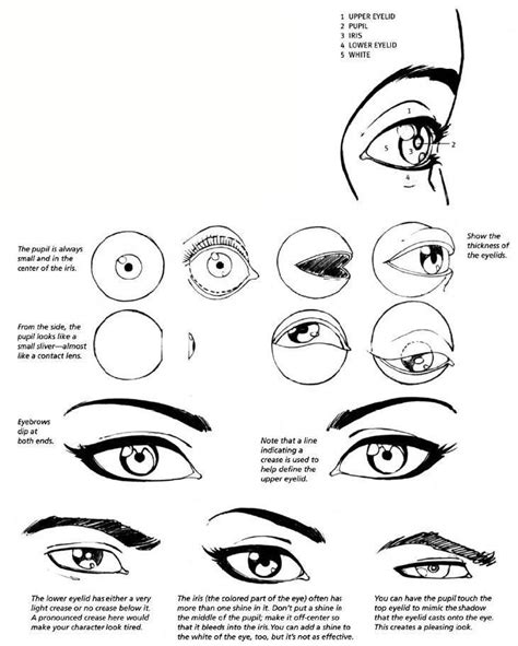 Anatomy Of The Eye Drawing At Getdrawings Free Download
