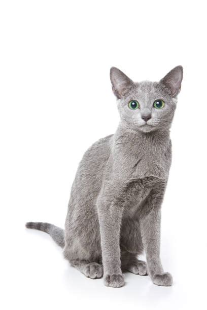 #exotic_persian_cat # #himalayan_cat # #ragdoll_cat # #british_longhair_cat # #siberian_cat # #munchkin_cat # #persian_cat # #maine_coon_cat market in delhi persian cat sale in delhi persian cat shop in delhi persian cat rate in delhi persian cat in india call me 9711696640( gaurav). Best Russian Blue Cat Stock Photos, Pictures & Royalty ...