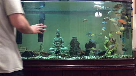 Cichlids 210 Gallon Tank Chow Time Youtube