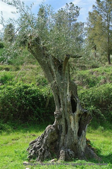 Centenarian Olive Trees Centenarian Olive Tree Olives Extraordinary