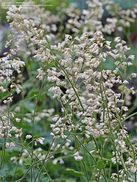 Tall plant with little white flowers. PlantFiles Pictures: Heuchera, Alum Root, Alumroot, Coral ...