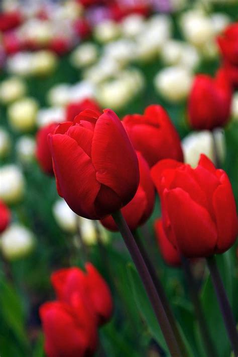 21 Mejores Imágenes De Tulipanes Rojos En Pinterest Tulipanes Rojos