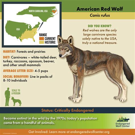 Research to Aid Future Conservation Efforts for the American Red Wolf