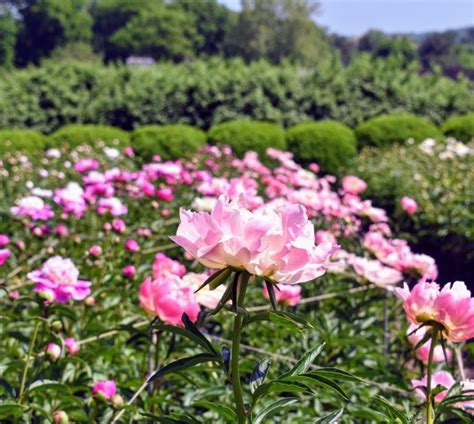 The Martha Stewart Blog Blog Archive The Herbaceous Peony Garden At