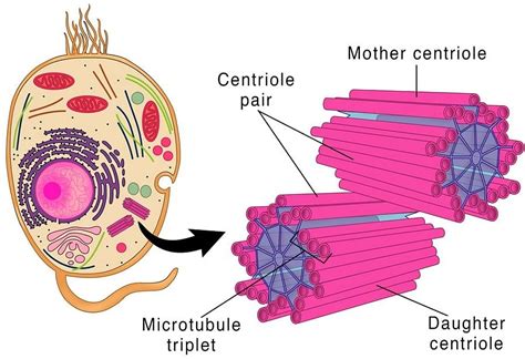 Centriole And Centrosome Biology Class 11 Neet Pdf Download