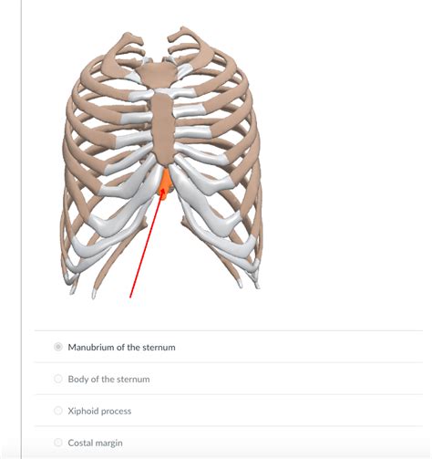 Solved Manubrium Of The Sternum Body Of The Sternum Xiphoid