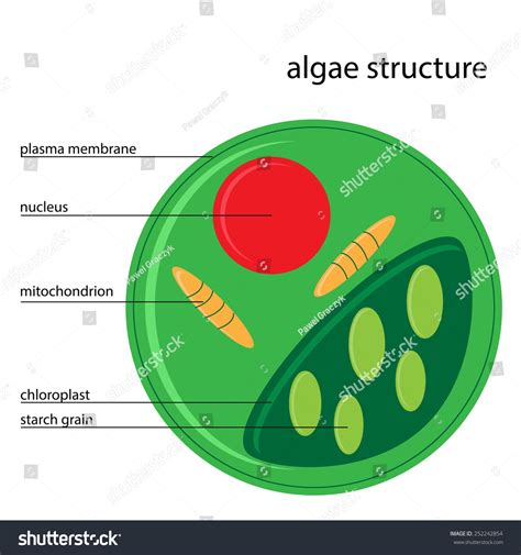 648 Algae Cell Stock Vectors Images And Vector Art Shutterstock