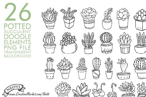 Potted Succulent Cactus Hand Drawn How To Draw Hands Succulents