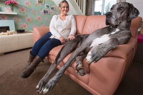 Meet Freddy Hes Over 7 Feet Tall And Is The Biggest Dog In The World