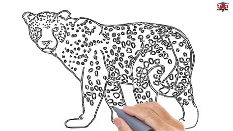 Easy Leopard Drawings