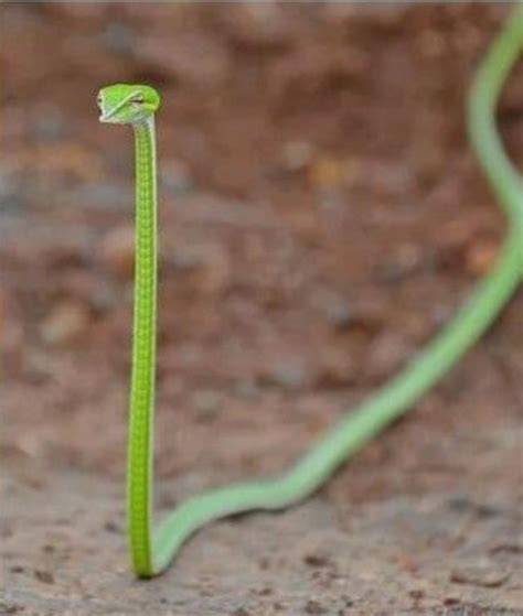 This Tiny Snake Vine Snake Looks Like A Judgmental Shoelace Snakes