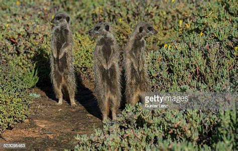 Karoo Photos And Premium High Res Pictures Getty Images